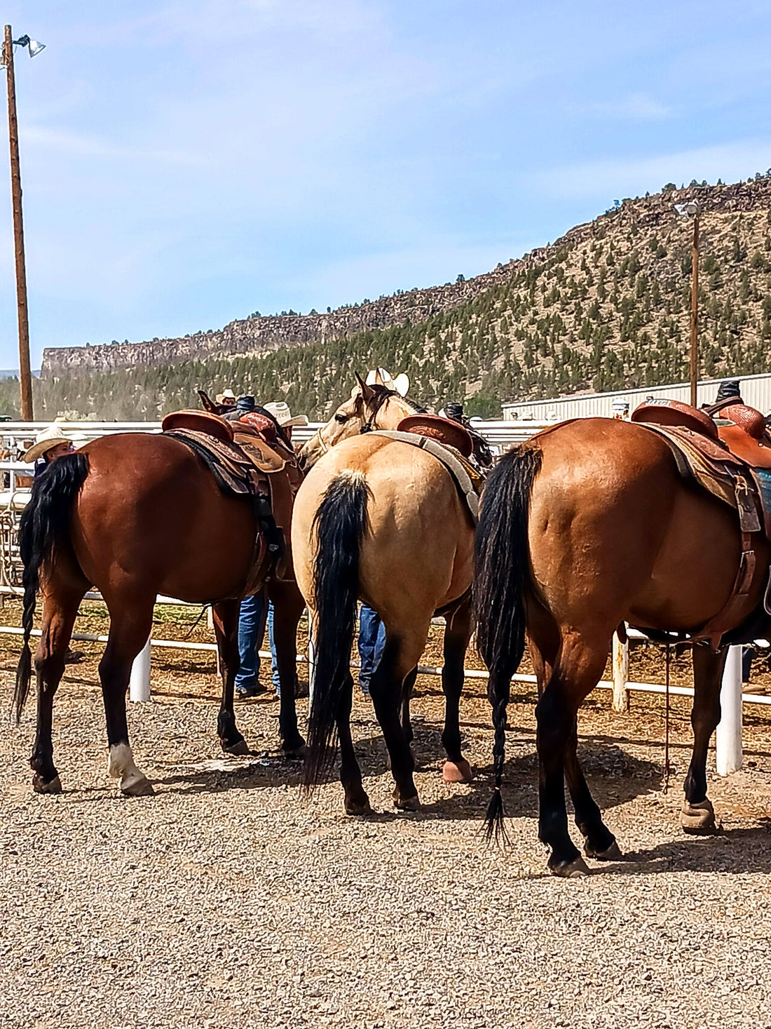 Why Fair Week Is the Heart of Our Summer